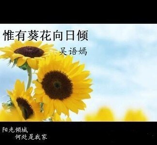《惟有葵花向日傾/給我陽光》
