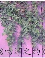 吻淳之約