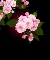 櫻夢